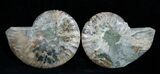 / Inch Polished Ammonite (Pair) #1977-2
